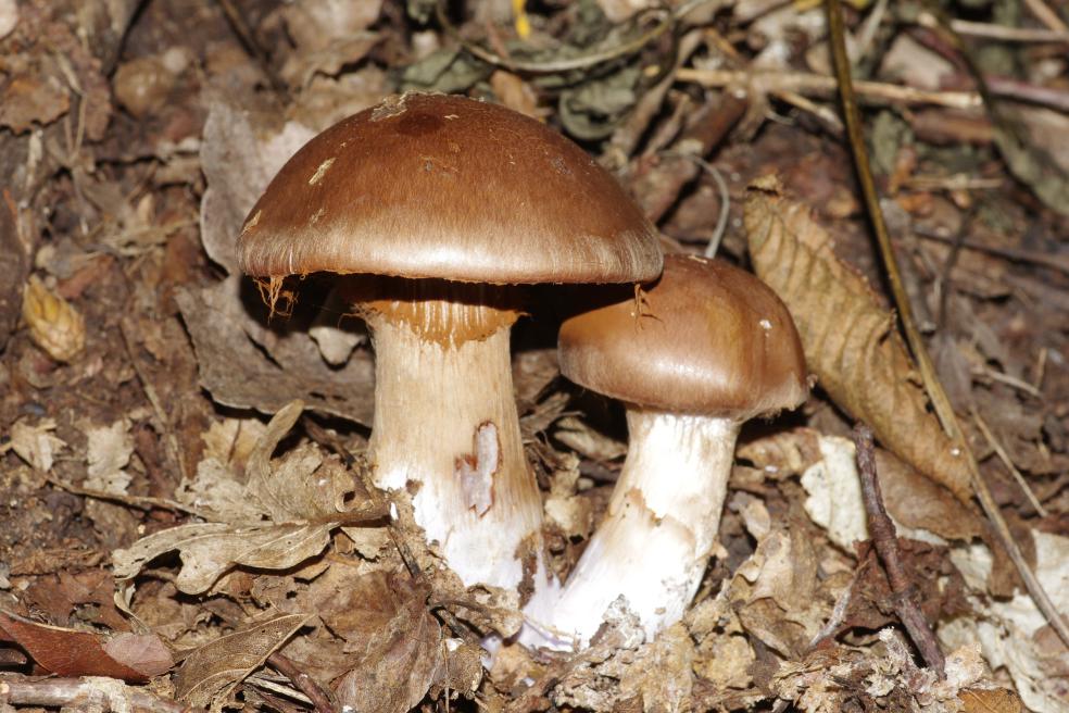 Cortinario da classificare